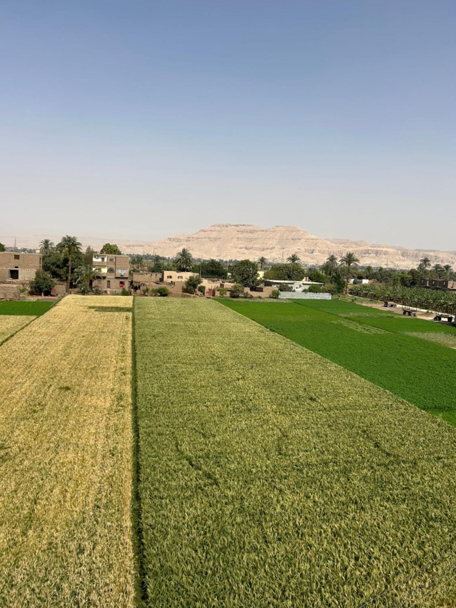 Lemon Tree Apartments Luxor Al Aqalitah Ngoại thất bức ảnh